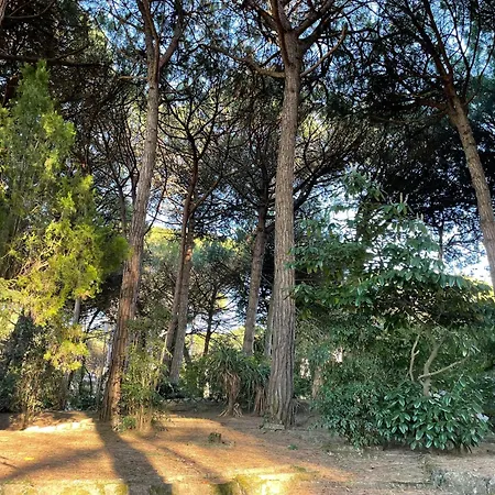 Apartment Alba Nel Cuore Della Pineta *